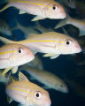 These goatfish, called Kumu in the native Hawaiian language, often congregate in large schools.