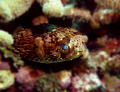 Photo session at Cathy Church, Sunset House reef, Grand Cayman