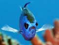This Blue Chromis was captured in Cozumel using a Canon T1i and Canon 100mm macro lens in an Ikelite housing and using two Ikelite DS-160 substrobes.  The site was Palancar Reef at a depth of about 45 ft with excellent viz and minimal current.