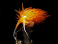 fire nudi