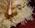 This anemone fish struck me with the beautiful maroon anemone it lived in.