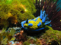 Tamja Verconis at Magic Wall, Poor Knights Islands. I liked the way he appeared to be popping out from concealment