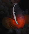 Within the Somosomo Straight in northern Fiji, this Clownfish was captured with a Canon T1i and Canon 100mm lens inside an Ikelite housing with twin DS-160 strobes set at TTL mode.