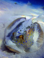 Dusty stingray. Taken with Sony Cybershot.