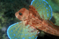Streaked gurnard flying underwater
When swimming this gunard explodes in colours and shows all the disguised beauty
Nikon F50, 105 mm NicroNikkor, Flash Ikelite Mv, Velvia 50
Arrábida Marine Park, Portugal