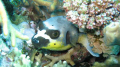 Spotted Puffer Fish in the Coral Sea