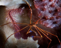 Arrow Crab
