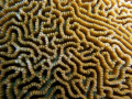 Playing with macro. Beqa lagoon, Fiji