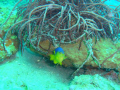 While diving in Gulf of Mexico this little critter was watching me.