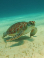 This turtle stayed in the same grass patch for about three months feeding on the turtls grass. a beautiful friendly animal.