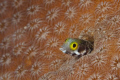 Blenio Secretario