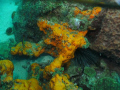 Orange coral