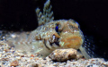 big eye