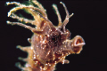 SeaHorse, Bodrum.