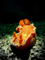 Nudi Spotlight