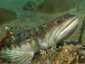 Smile for the camera!
Lizardfish