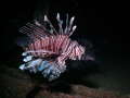 Scorpion fish are inhabiting the wreck of the HMAS Brisbane off Mooloolaba.  Now quite large and found in pairs as adults.