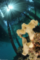 Heliotropism (Raja Ampat)