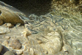 Minnow Madness!!
(little fish in a rock pool at low tide)