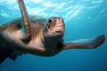 A friendly turtle followed us on a number of dives off Tenerife, very inquisitive and liked to look at its reflection in my dome port. Lens Tokina 10-17, ikelite housing, DS125 strobe, EOS 20d, RAW, camera manual setting, strobe half power.