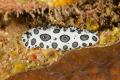 This picture was taken in Roatan.  The nudibranch was tucked up on a little ledge under an overhang so the area was tight.