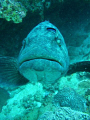 Fat Lips.
