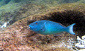 In Bonair at Bari Reef thecrabs were all over the rocks and dock and I was ending my snorkel when this parrot fish came towards me head on with two crab legs hanging from his mouth. By the time I got my camera up he was passing.