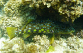 harlequin fish from shallow water 3 or 4 metres off the shore.