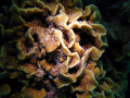 kish Island,Camera: Canon G9,