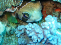 BIG EYE