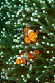 Orange Clown fish on Green Anemone