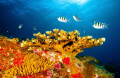 Staghorn coral blues