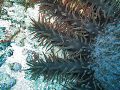 Closeup of a Crown of Thorns Starfish.
The scourge of our oceans.
This picture was taken on a totally decimated reef off the north shore of Bora Bora
