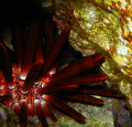 Slate pencil sea urchin