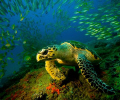 Loggerhead at Doodles, Ponta D 'Ouro