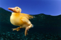 Swiming.