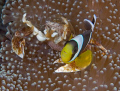 Aneneme and crab partners