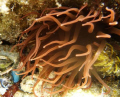 lovely lighting on a sea anenome
