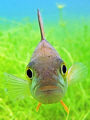 Another inquisitive perch from the Duzillet :-)