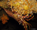 Crayfish taken off of Inis Mor of the Aran Islands in Galway Bay.