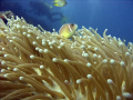 Anemon Fish
