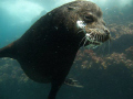 Sea lion near Cousin rock, Galapagos.