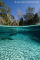 A resting manatee comes up for a breath of air while napping in the peaceful springs.