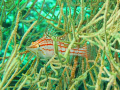 Hawk Fish 