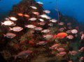 Typical Seychelles underwater scene, school of big eyes