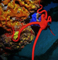 Red Serpent Star @ Crash Boat Beach Aguadilla PR