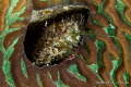 Molisc of some sort not really sure. Its about 10mm in size, spotted him peaking out of this coral.