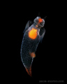 Naked sea butterfly
Sp. Clione

This is a swimming nudiebranch 2-3 cm long