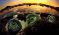 sea anemonis at sunset