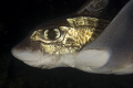 The rabbit fish (Chimaera monstrosa) is common at depths ranging from 50 to 1000 meters. In the fjords of Norway it can be seen by divers as it migrate shallower at up to 10-30m meters. Fantastic animal!